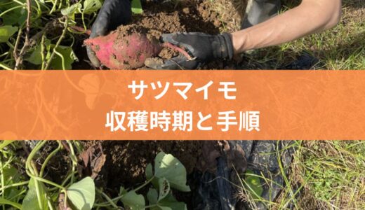 【初心者向け】サツマイモの収穫手順３STEPと収穫時期の見極め方